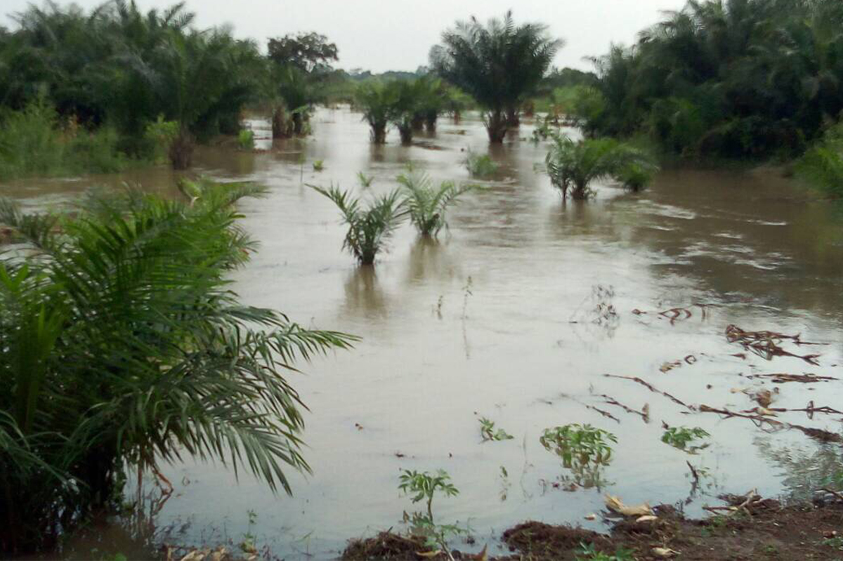 Flooded trees in Uganda